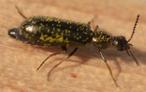 Dasytes sp.